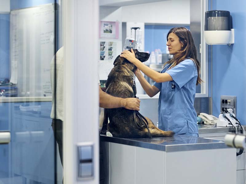 VETERINARY