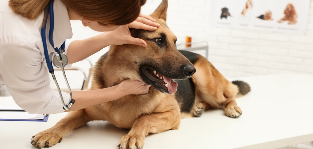 ِVeterinary Hospital Design 